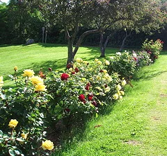 How Far Apart to Plant Roses - Midwest Gardening
