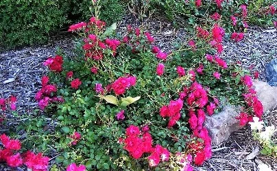 Continous Bloom Roses by Midwest Gardening.jpg