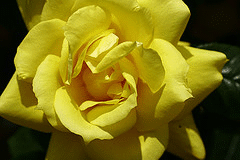 Anthony-Meilland-rose-for-shade-by-koizumi.gif