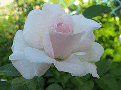Ice-Meidiland-rose-for-shade.gif