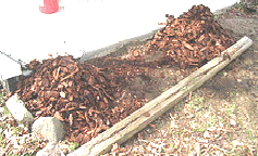 Rose-bushes-mounded-and-mulched_1.gif