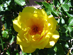 Rose-in-dappled-shade.gif