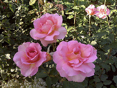 roses-shaded.gif
