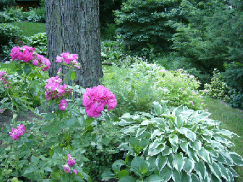 Explorer-Rose-in-the-landscape--Captain-Samuel-Holland.gif
