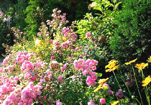 Fairy-Rose-border-garden.gif