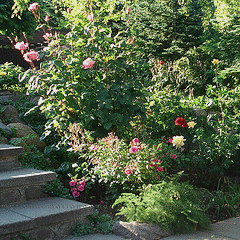 万博官网app安卓版下载Roses-in-the-landscape——fairy-rose-and-queen-elizabeth.gif