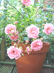 Fairy-Rose-container.gif