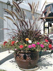 Moss-万博官网app安卓版下载roses-and-fountain-grass-container.gif