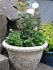 -Pascali----everblooming-hybrid-tea-rose-in-a-container.gif