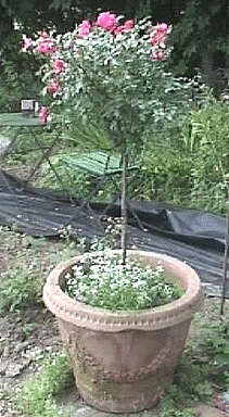 Potted-rose-tree.gif