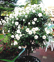 Iceberg-rose-standard.gif