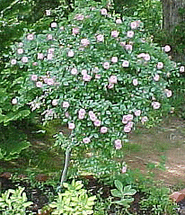 Growing Tree Roses - Midwest Gardening