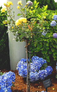 Friesia-standard.gif