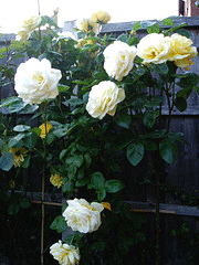 Arthur-Bell-standard.gif