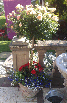 Growing Tree Roses - Midwest Gardening