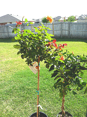 tree-rose1.gif