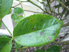 black-spot.gif