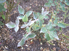 powdery-mildew.gif