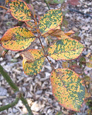 Rose-Rust-leaf-top-surface.gif