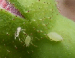 Aphids-on-a-rose-bud.gif