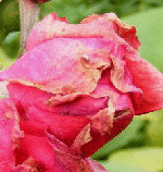 Aphid-damage-on-rose-bloom.gif