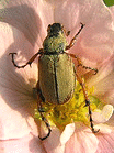 Rose-Chafer.gif