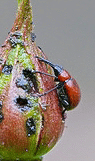 Rose-Weevil--Curculio--by-Ingrid-Taylar.gif