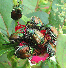 Japanese-Rose-Beetles.gif