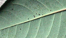 Spider-Mites-on-rose-leaf.gif
