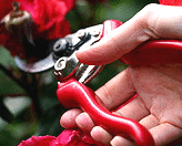 rose-pruner-secateurs.gif