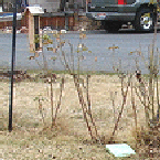 rose-bushes-after-pruning.gif