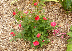 Regrown-Explorer-Rose.gif