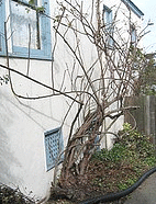 Pruned-cecile.gif