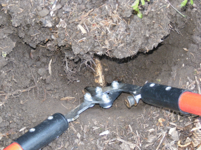 transplant-rose--clean-cut-roots.gif