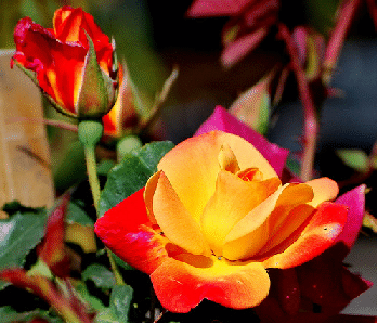 Joseph-s-Coat-climbing-rose.gif