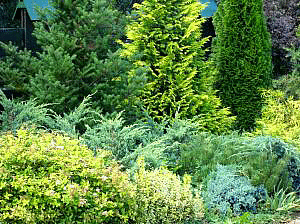 Large-Landscaping-Shrubs.gif