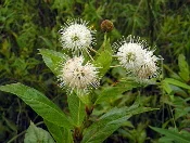 Buttonbush-by-Gabriel-Hurley.jpg