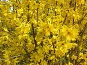 Forsythia-Mimosa-by-phileole.jpg