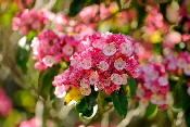 Candy-Link-Mountain-laurel-by-Eric-Kilby.jpg