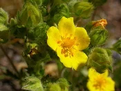 Potentilla-by-Matt-Lavin.jpg