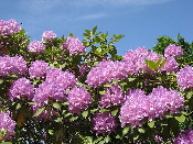 Rhododendron-by-Kalle-Scharlund.jpg