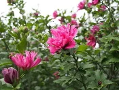 Rose-of-Sharon-by-FD-Richards.jpg