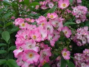 Shrub-Roses-by-T-Kiya.jpg