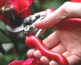 rose-pruner-secateurs_2.gif