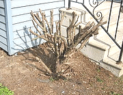 Hard-pruned-shrub-for-renewal.gif