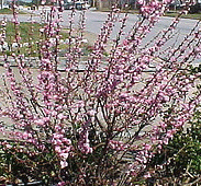 Flowering-Almond-Bush-Prunus-triloba.gif