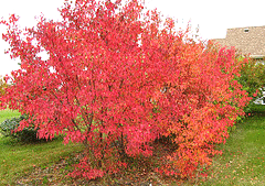 Amur-Maple-Acer-ginnala.gif