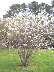 Amelanchier-cnadensis--Shadbush-.gif