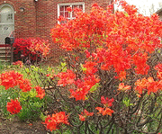 Rhododendron--Mandarin-Lights--Azalea.gif