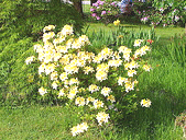 Rhododenron——Northern-Hi-Lights Azalea.gif